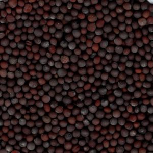 Sarso (Black Mustard Seed) 100gm